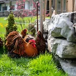 Hotel Daskaiser - Dein Gartenhotel In Tirol