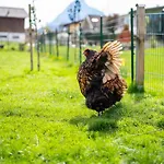 Hotel Daskaiser - Dein Gartenhotel In Tirol 3*