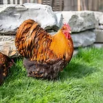 Отель Daskaiser - Dein Gartenhotel In Tirol 3*
